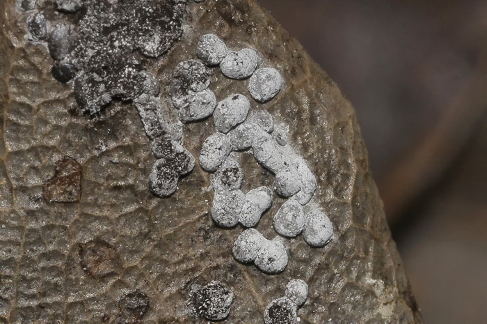 Physarum cinereum